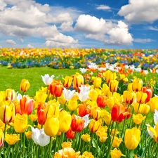 clouds, color, Tulips