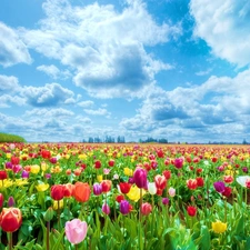 clouds, color, Tulips