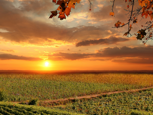 Field, Italy, Sunrise, clouds, vineyards, Tuscany