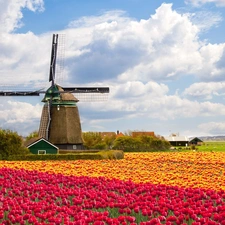 Windmill, tulips, clouds, Field