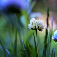 Flowers, clover