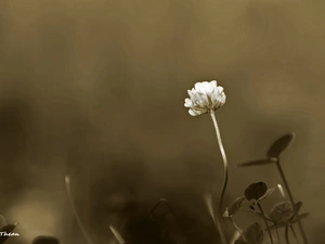 clover, sepia