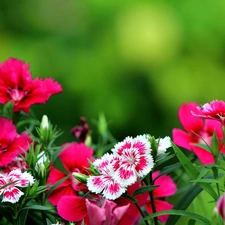 Garden, cloves