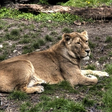 grass, Lod on the beach, Lioness, Clumps, laying