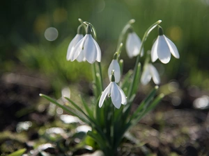 cluster, snowdrops, Flowers