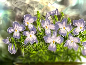Flowers, cluster, graphics, Field Pansy
