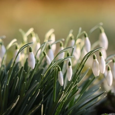 snowdrops, White, Flowers, cluster