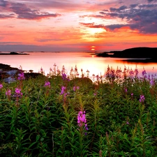 Coast, Flowers, west, sun, lake