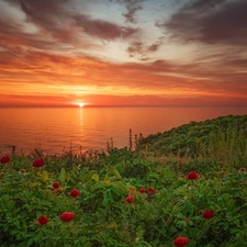 Black Sea, Great Sunsets, Peonies, Bulgaria, Flowers, Coast