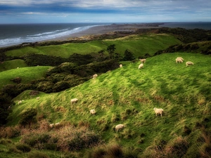 landscape, The Hills, Coast, grass, sea, New Zeland, Farewell Spit Nature Reserve, Sheep