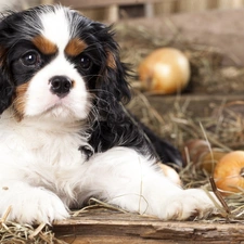 Cocker, dog, Puppy