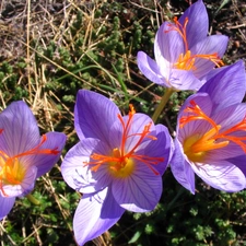 Flowers, colchicums