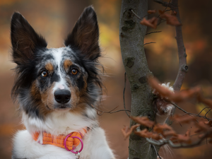dog-collar, Border Collie, Orange