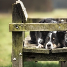 Bench, dog, Border Collie