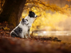 Two cars, Border Collie, shetland Sheepdog, Dogs