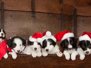 caps, puppies, Border Collie