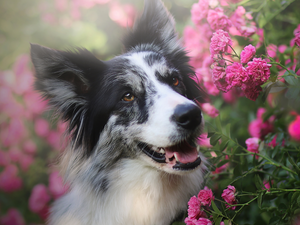 Flowers, roses, Border Collie, Pink, dog