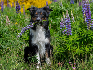 lupine, grass, Border Collie, Flowers, dog