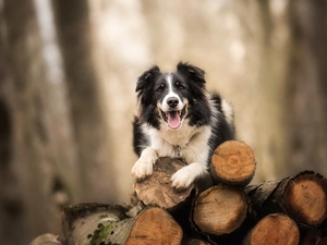 trees, Bale, Border Collie, cut, dog