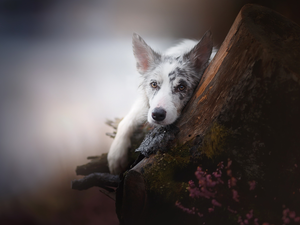 trees, heather, Border Collie, muzzle, dog