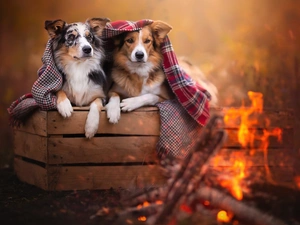 coverlet, fire, Border Collie, box, Dogs