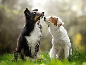 Two cars, Border Collie, grass, Dogs