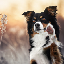 grass, dog, Border Collie