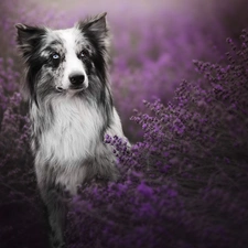 lavender, dog, Border Collie