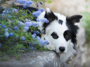 Flowers, curb, Border Collie, muzzle, lying