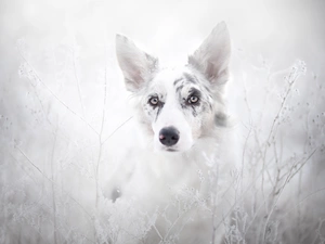 Border Collie, Plants, grass, rime