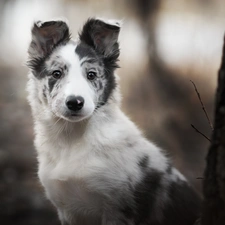 Puppy, dog, Border Collie