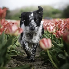 Tulips, dog, Border Collie