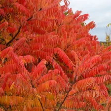 Leaf, Acetic Sumac, color