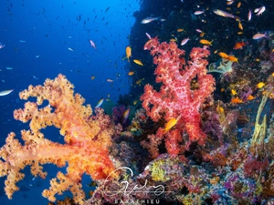 cay, Corals, fish, color