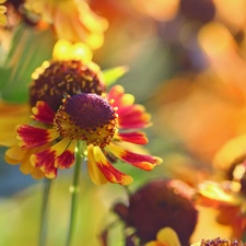 Colourfull Flowers, Helenium, color