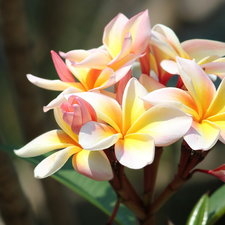 Flowers, Plumeria, Leaf, color