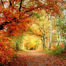 trees, autumn, color, Leaf, viewes, alley