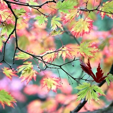 Leaf, Maple Palm, color