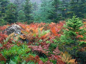 Plants, Bush, Conifers, color, green ones