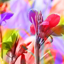 Flowers, colors