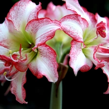 amaryllis, Beatyfull, Colourfull Flowers