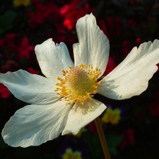 anemone, nature, Colourfull Flowers