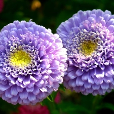 Aster, nature, Colourfull Flowers