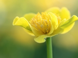 Marsh-Marigold, Yellow, Colourfull Flowers, buttercup