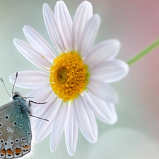 Daisy, Close, Dusky, Colourfull Flowers, butterfly