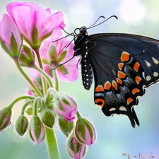 Colourfull Flowers, Black, blur, Oct Queen, butterfly, geranium, Close