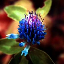 clover, color, Colourfull Flowers