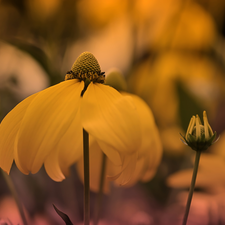 Green-headed Coneflower, Colourfull Flowers, Yellow Honda