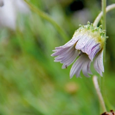 dew, Arktotis, Colourfull Flowers