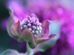 Monarda Didyma, Violet, Colourfull Flowers, Dual